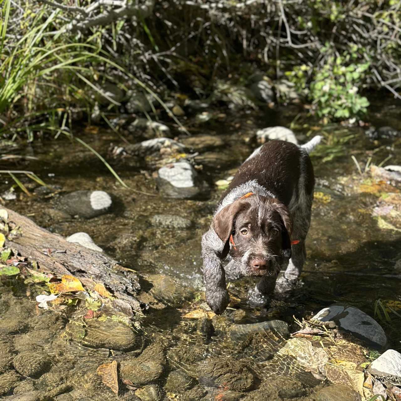 Explore Pro BLUE Explore Rentals