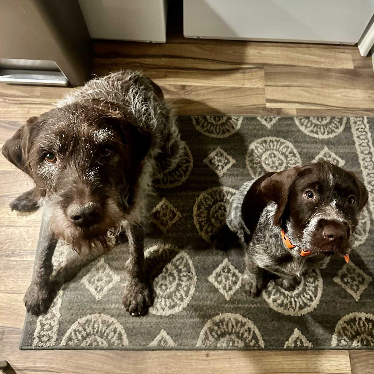 Explore Pro BLUE Explore Rentals