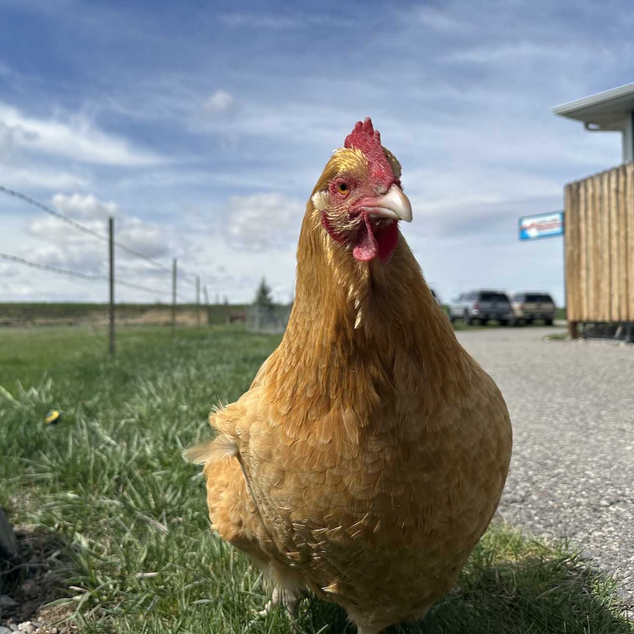 Explore Pro LAVERNE Explore Rentals