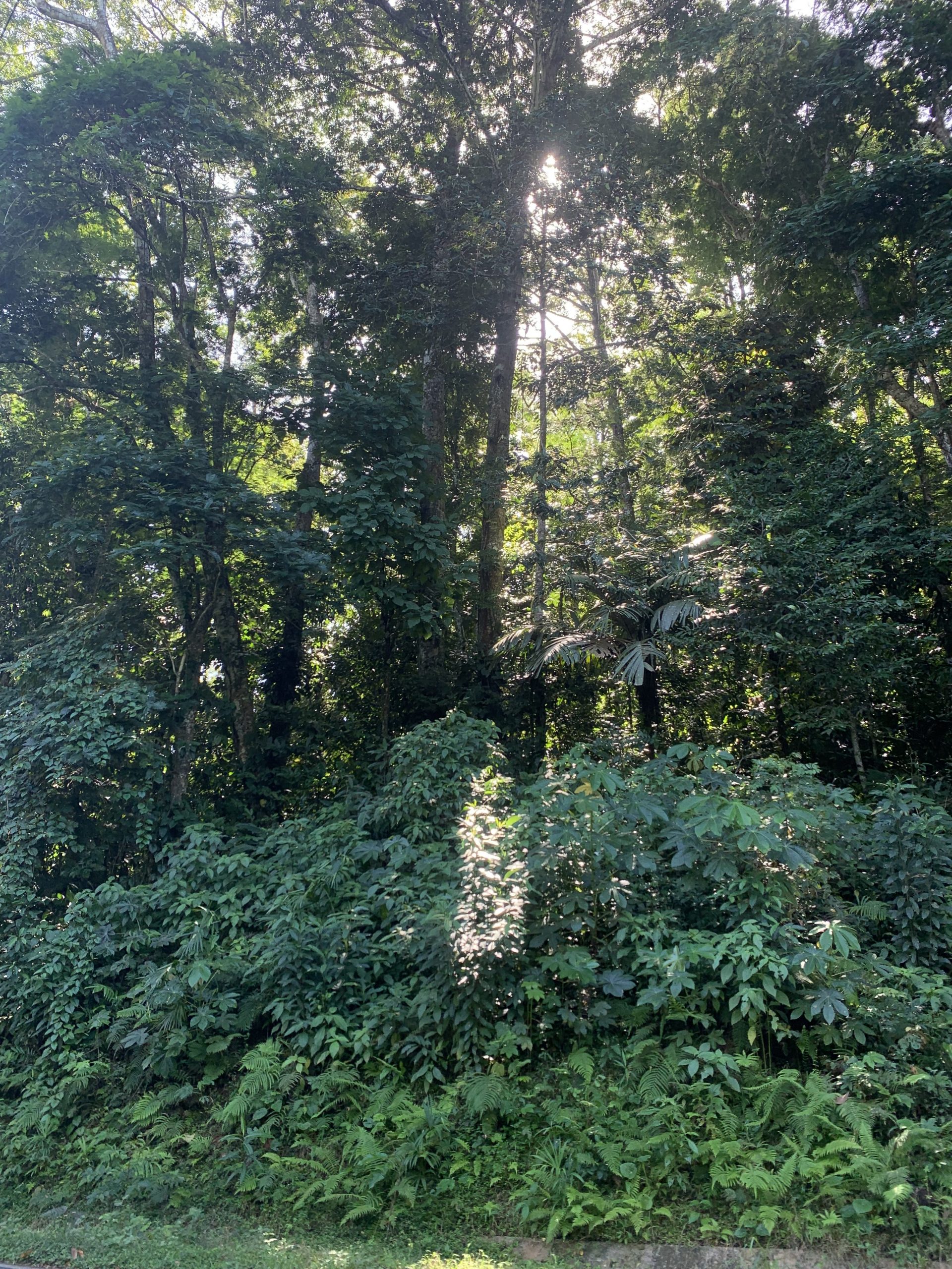 Real Estate Congo Bongo EcoVillage Explore