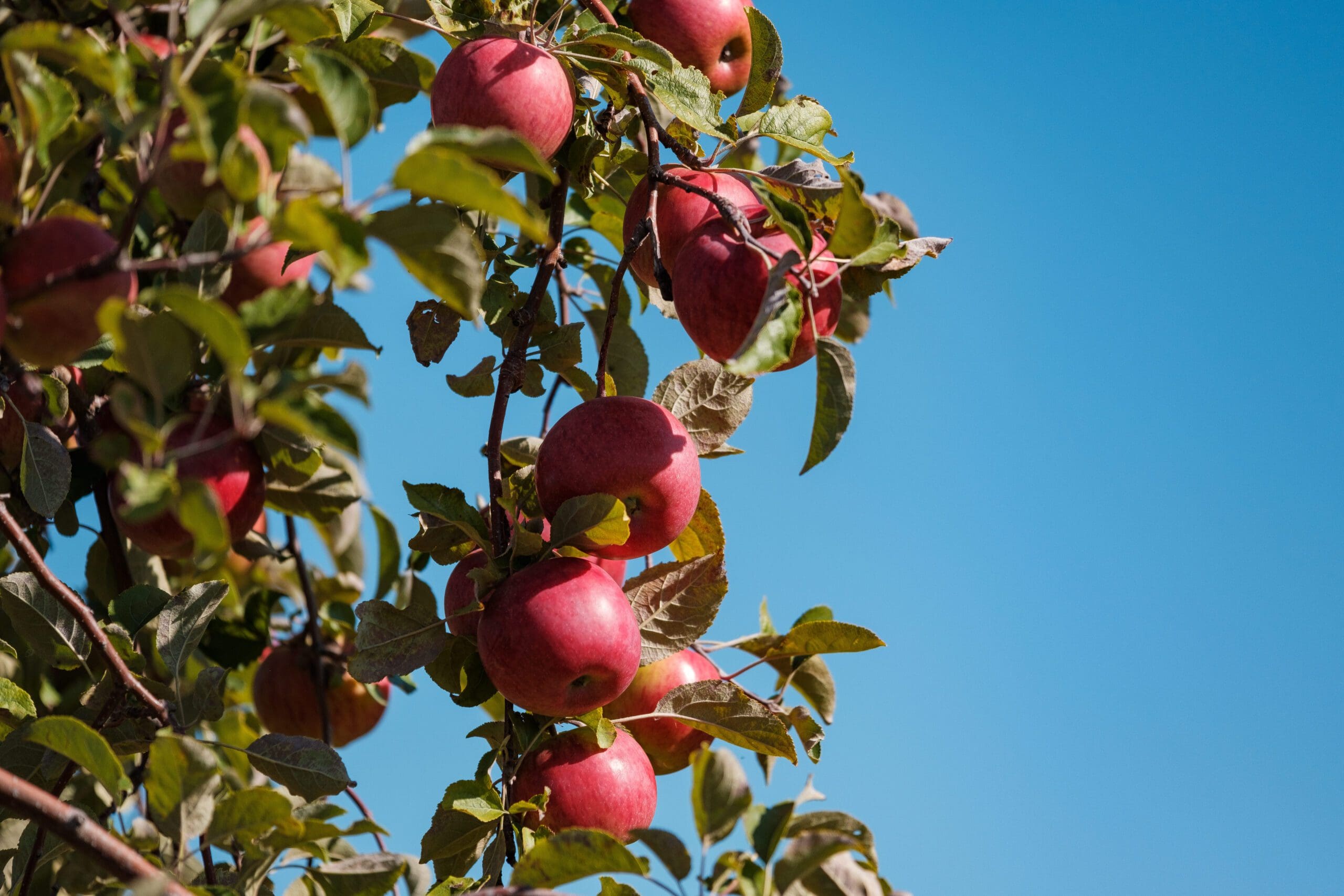 Country Blossom Farm Explore Alexandria Minnesota