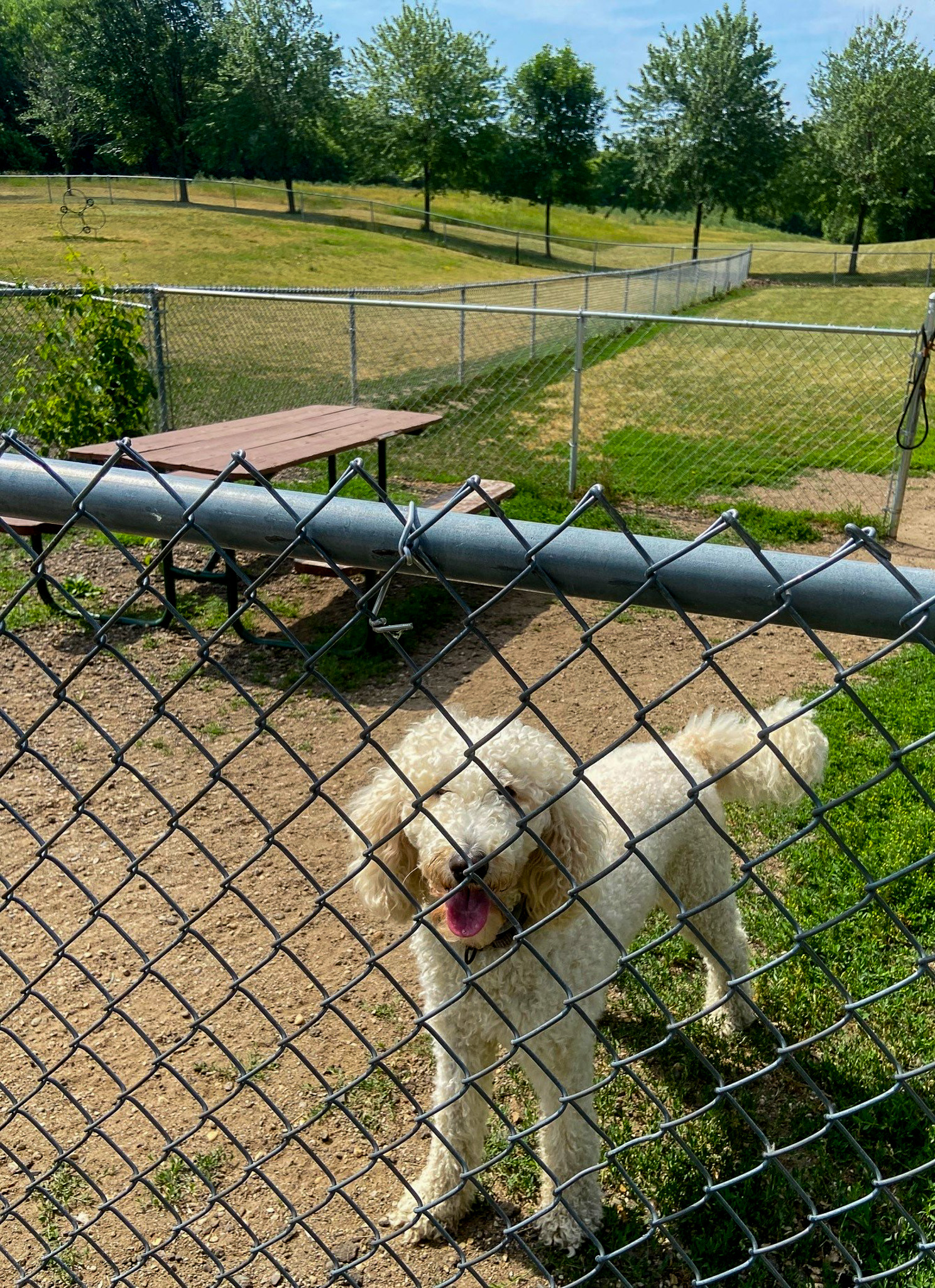 DogFriendly Alexandria Explore Alexandria Minnesota