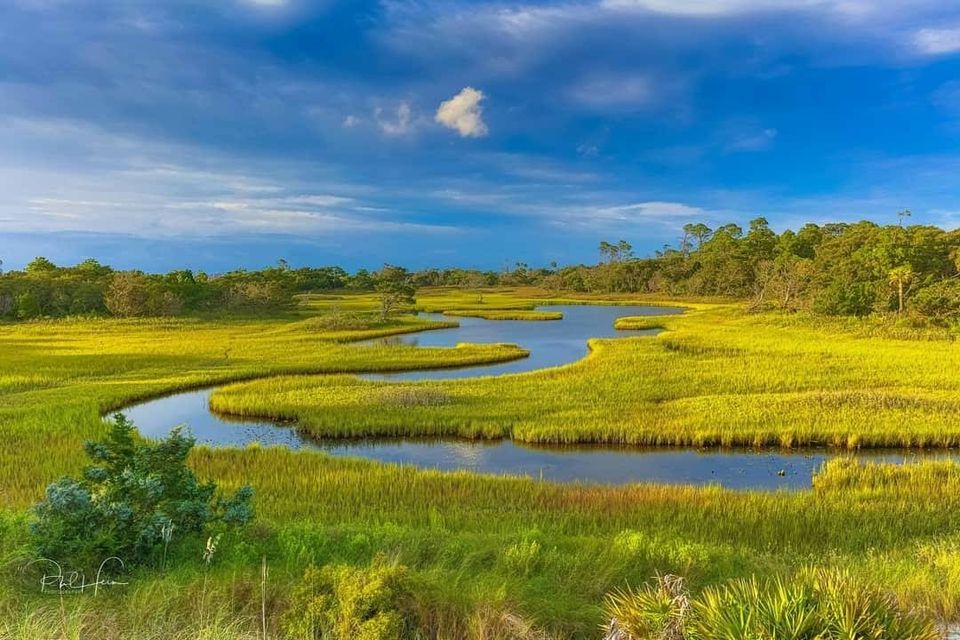 11 Facts about salt marshes and why they need protected Explore