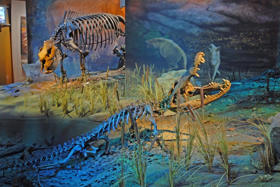 ETSU Gray Fossil Site & Hands On Discovery Center Explore Bristol