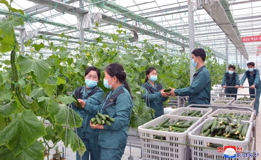 Greenhouse Farms Yield Bountiful Harvests of Fresh Vegetables Explore