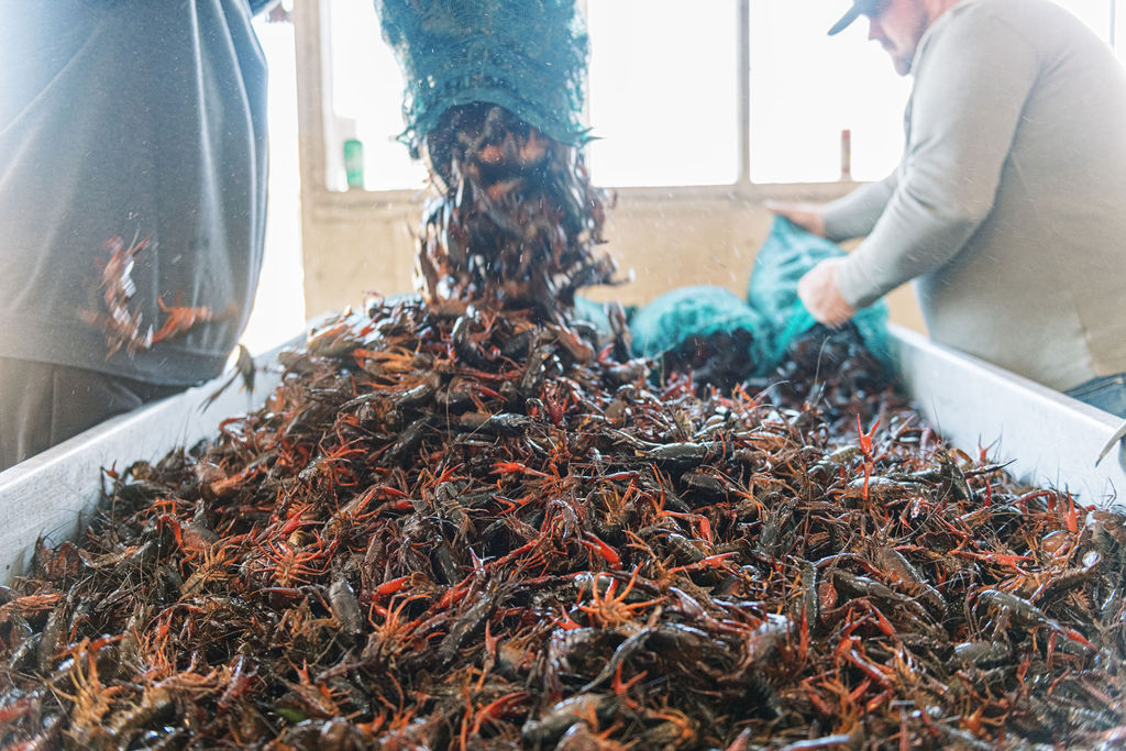 'Heads' Up for Crawfish Season Visit HoumaTerrebonne, LA