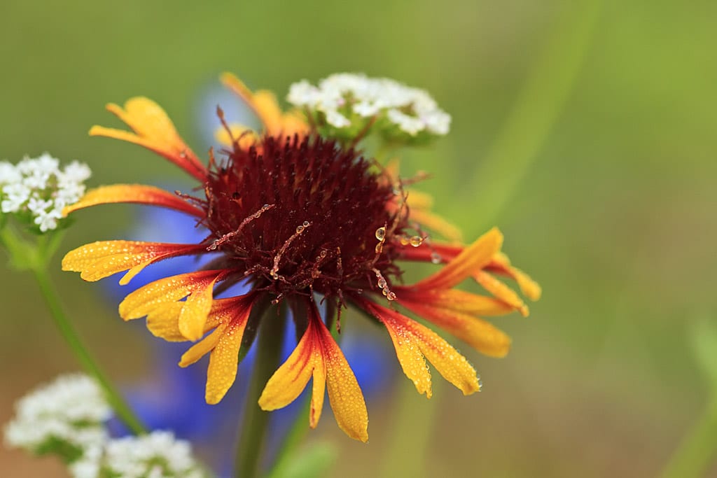Wildflower Photography Tips Wildlife Photography & Tours