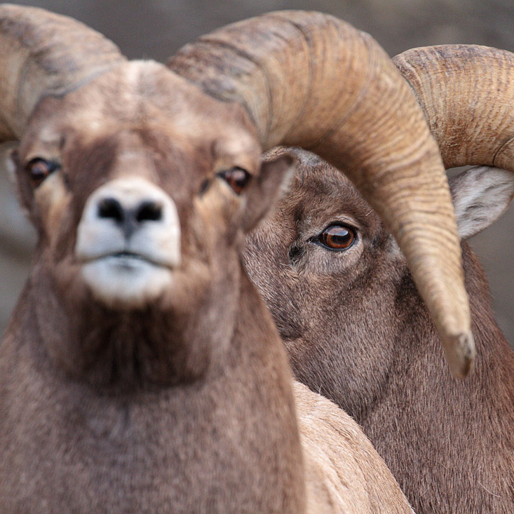 Cody Wyoming Events June 2023