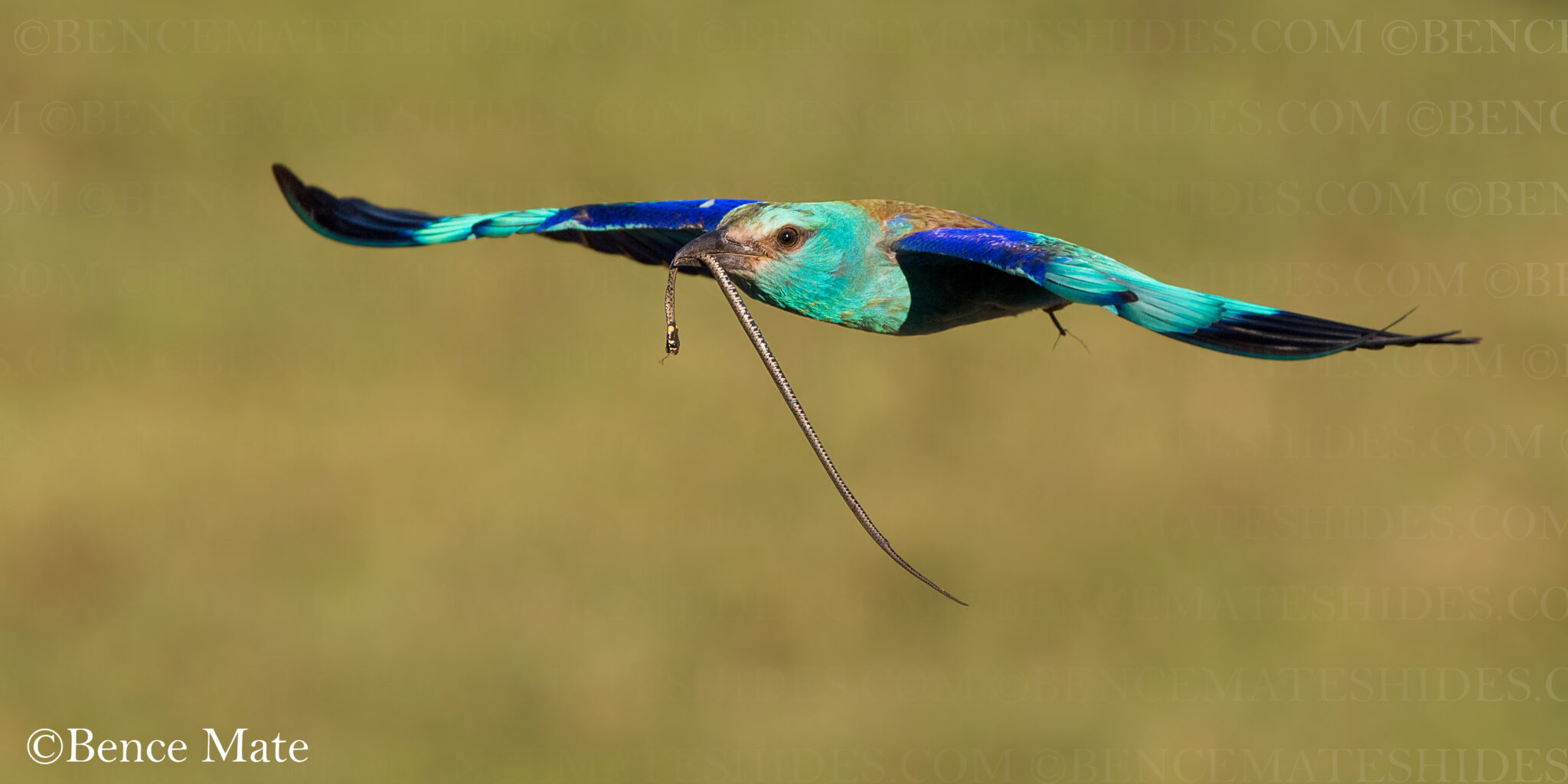 HUNGARY BIRDS and WILDLIFE Photo Tour 2022 Wildlife Photography