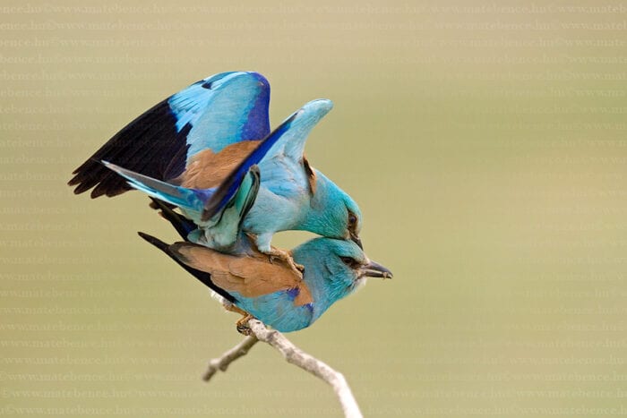 HUNGARY BIRDS and WILDLIFE Photo Tour 2022 Wildlife Photography