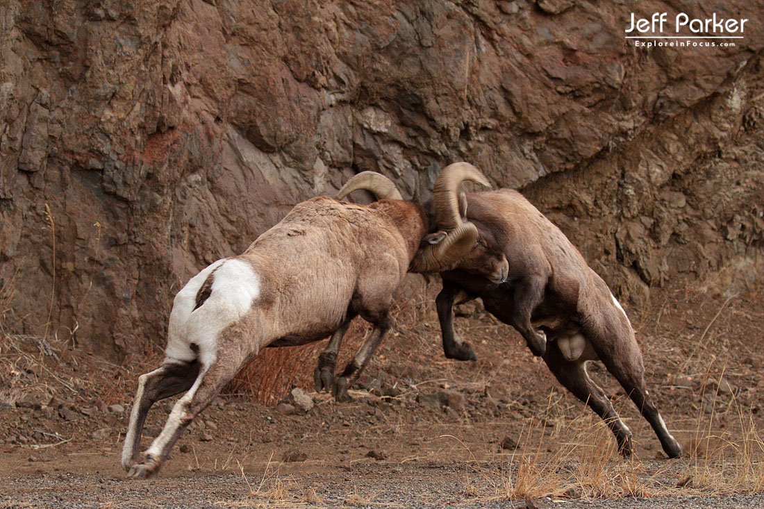 Bighorn Sheep Fighting