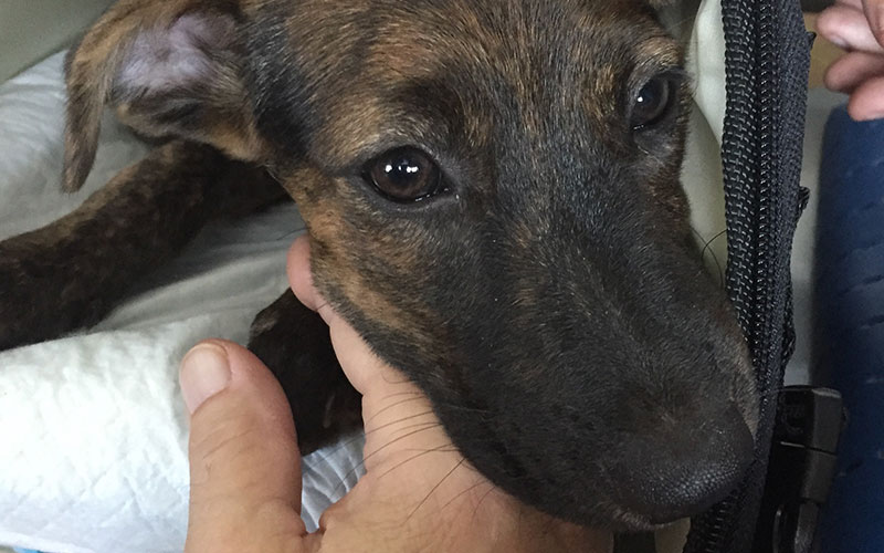 Our Experience As Flight Volunteers for Aruba Rescue Puppies Explore