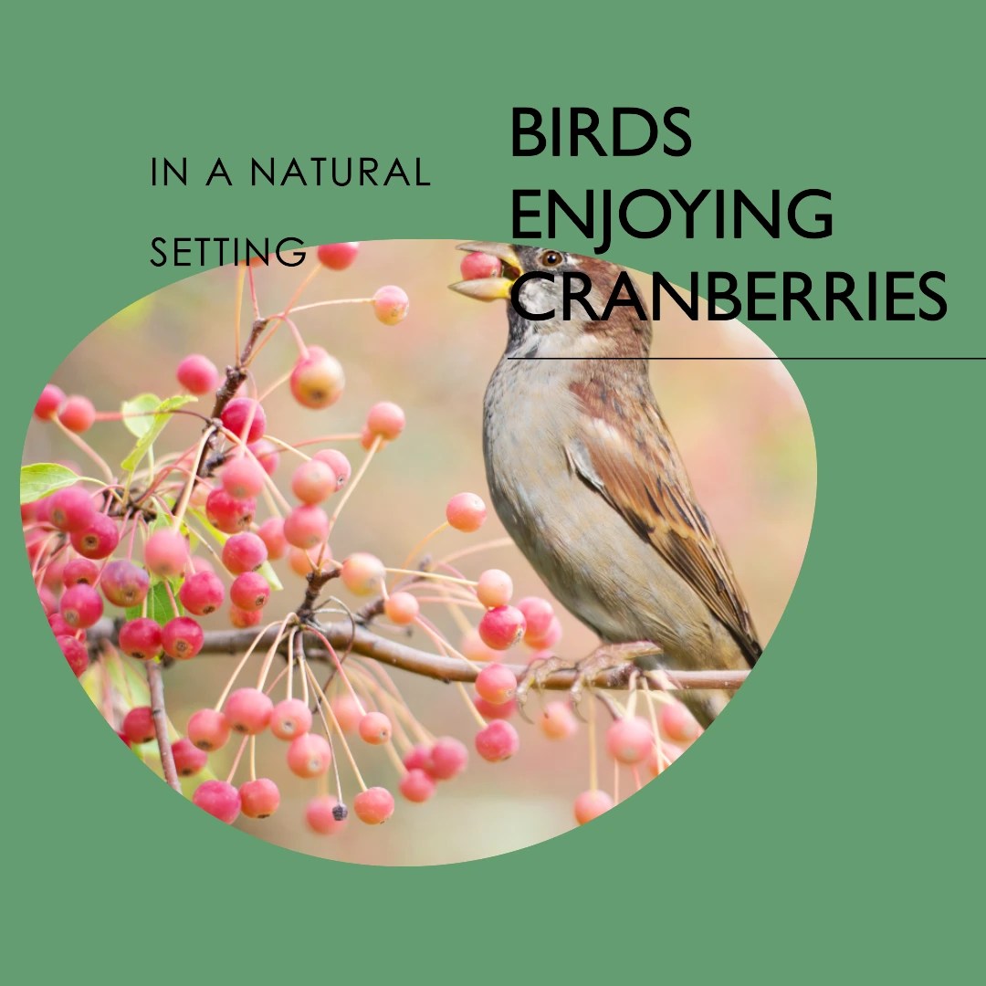 Wild Birds Enjoy Cranberries as a Berry Treat in the Wild?