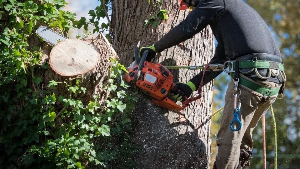 Tree Cutting Services Flint, MI Explore Landscaping