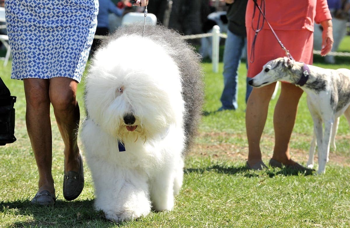 5 Dog Friendly Activities in Lompoc! Lompoc California