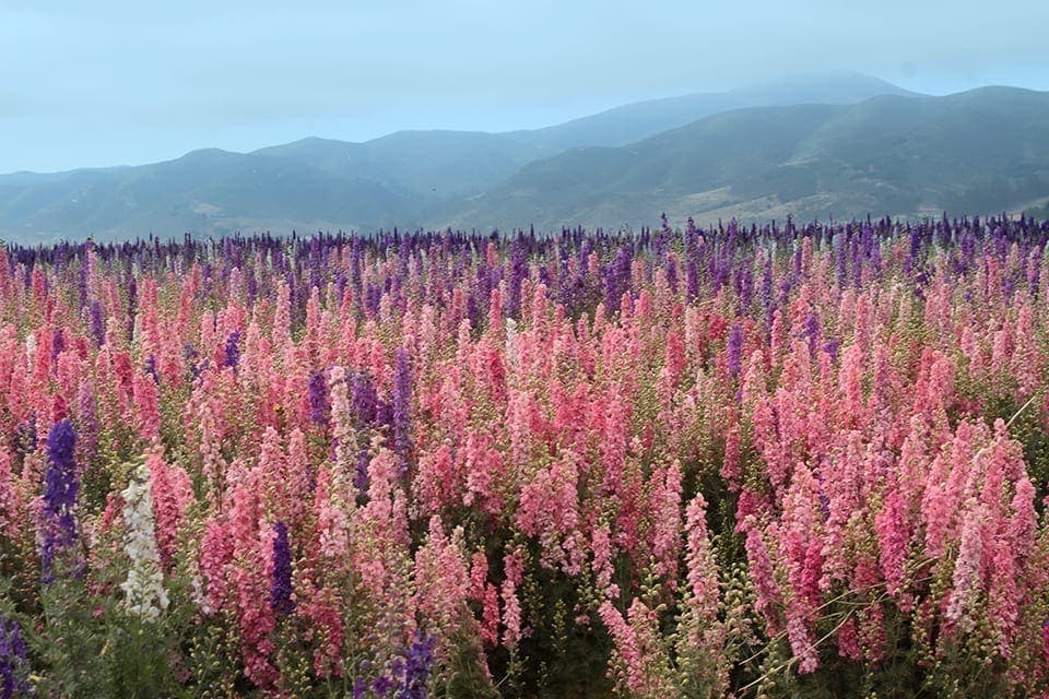 Flower Fields in Lompoc, California