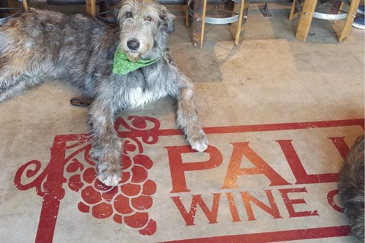 5 Dog Friendly Activities in Lompoc! Lompoc California