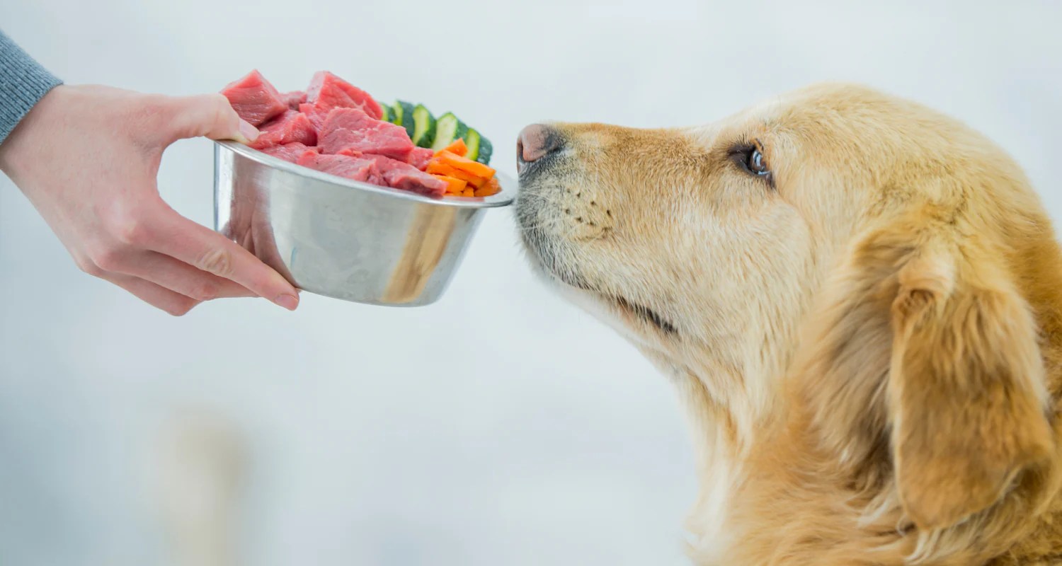 The Benefits Of A Raw Diet For Dogs Is It Right For Your Pet