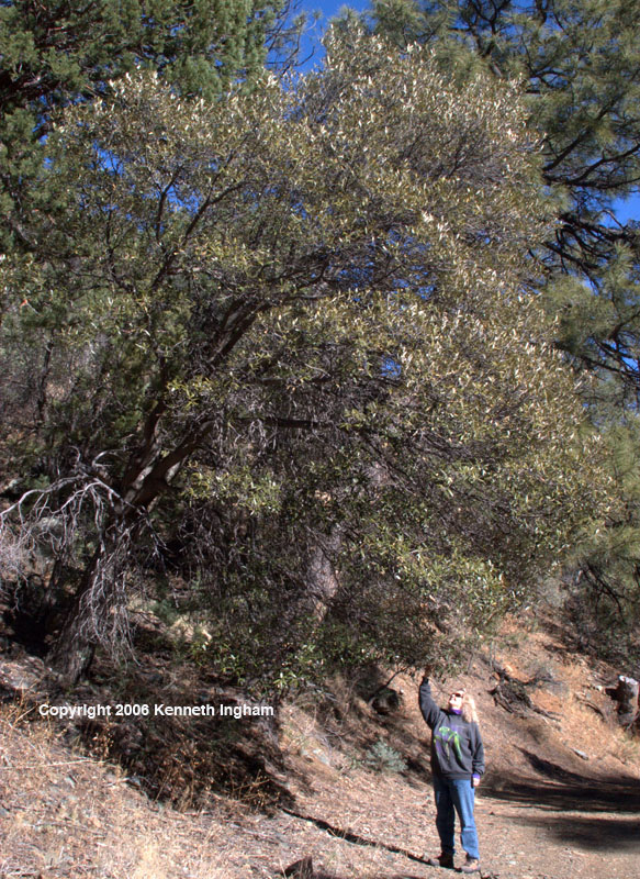 Silverleaf oak Quercus hypoleucoides
