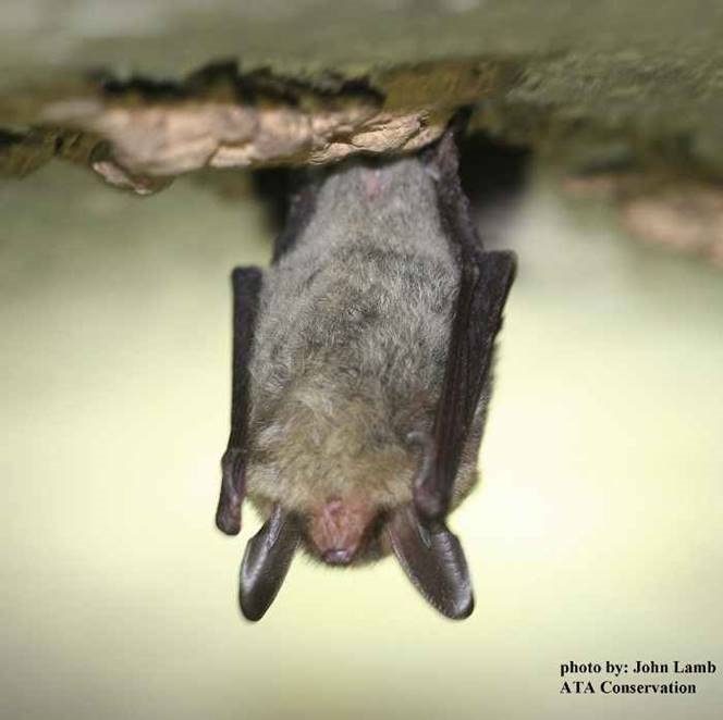 LIVING WITH TENNESSEE BATS Explore Oak Ridge