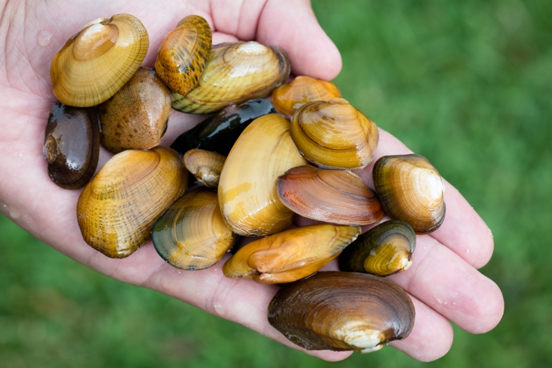 Learn about Freshwater Mussels Explore Oak Ridge