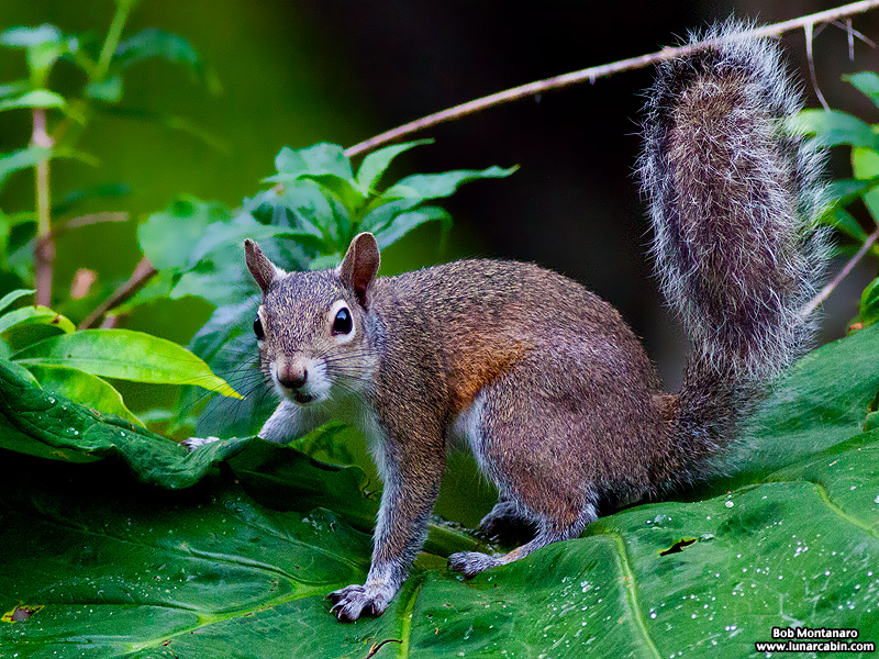 National Squirrel Day 2023