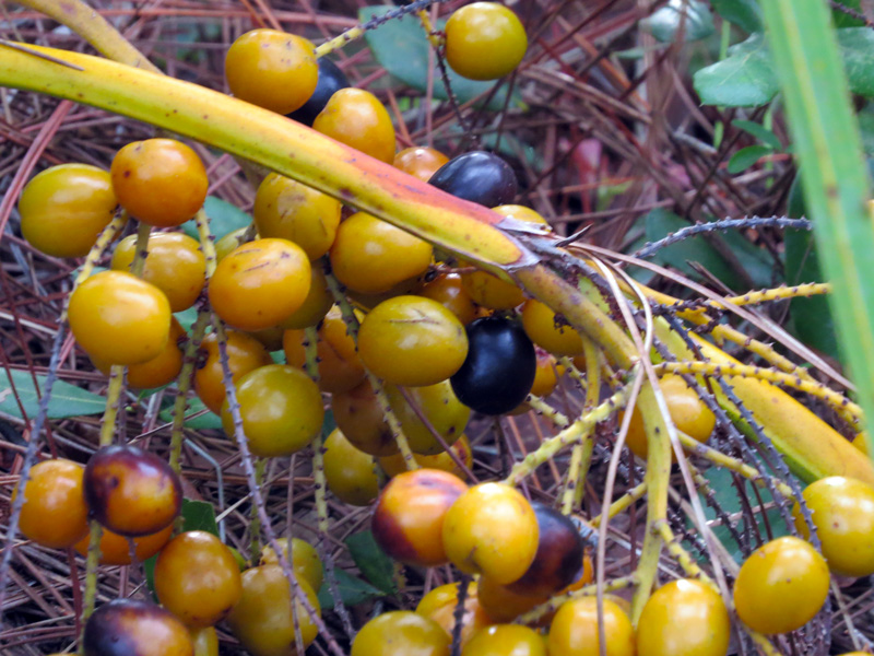 Permit Now Required Saw Palmetto Berries Enjoy the Oslo Riverfront