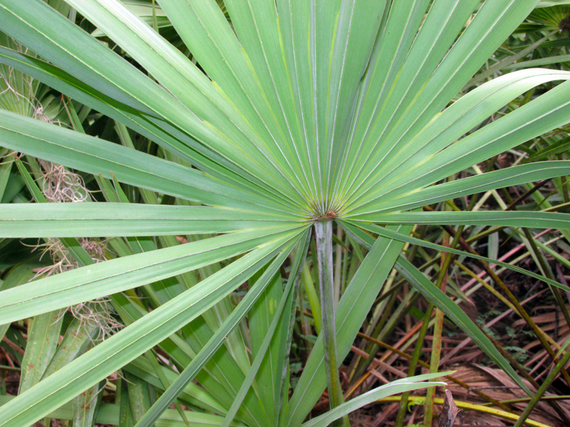 Beware of Saw Palmetto Berry Poaching Enjoy the Oslo Riverfront