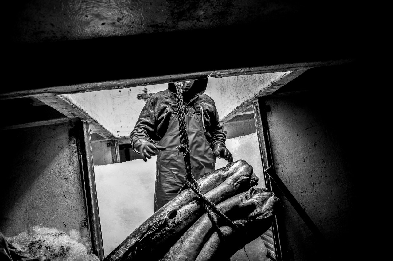 Swordfish hunting off of Newfoundland's coast