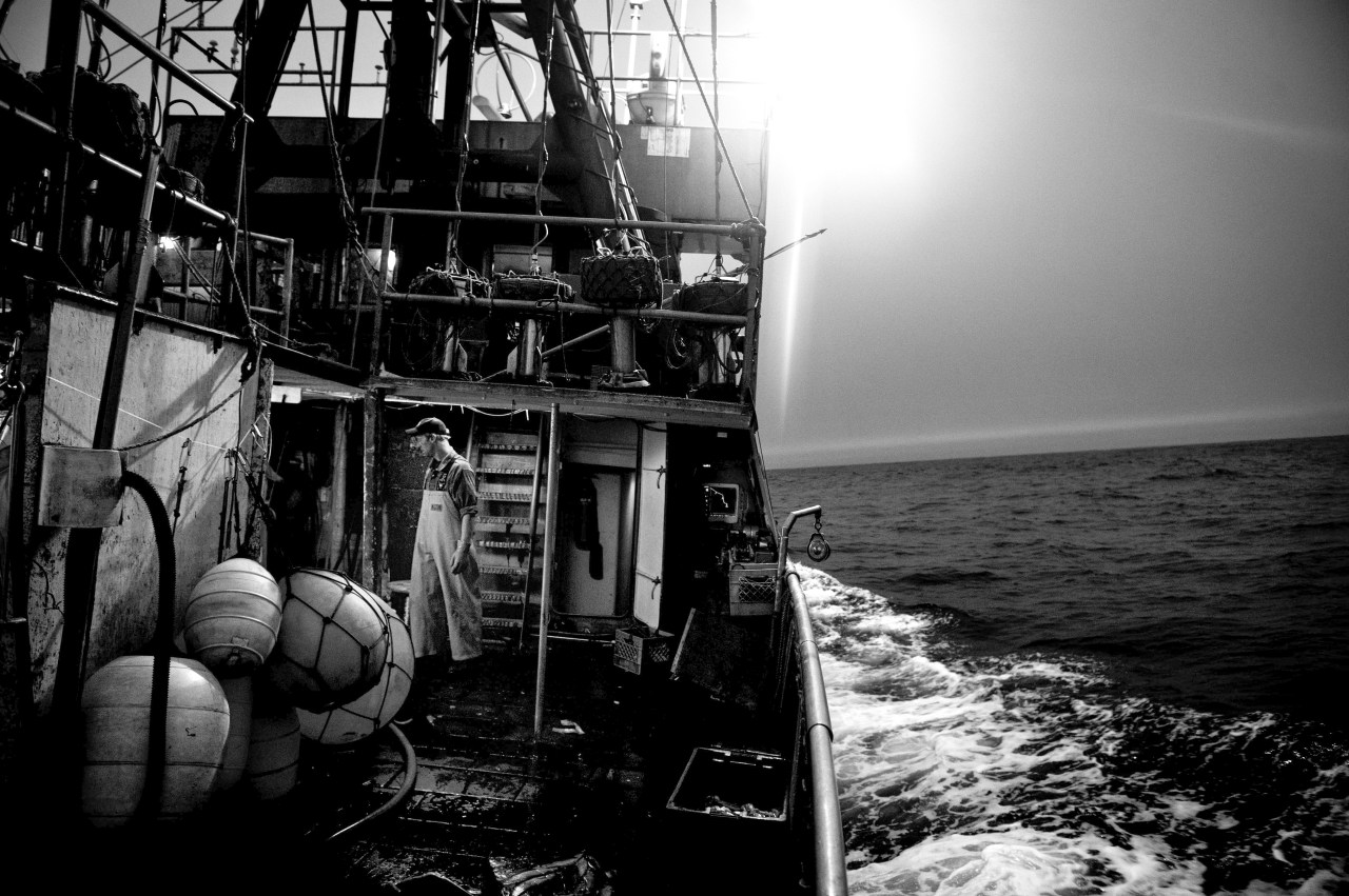 Swordfish hunting off of Newfoundland's coast