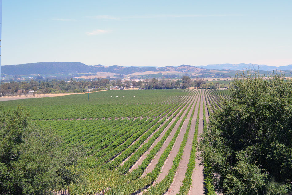 Sonoma Valley Wine Tasting