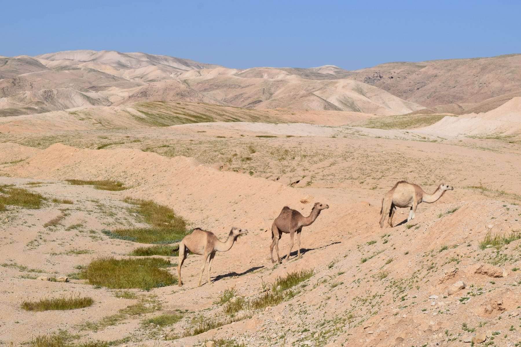 How (And Where) To Have An Ethical Camel Riding Adventure Explorer Chick