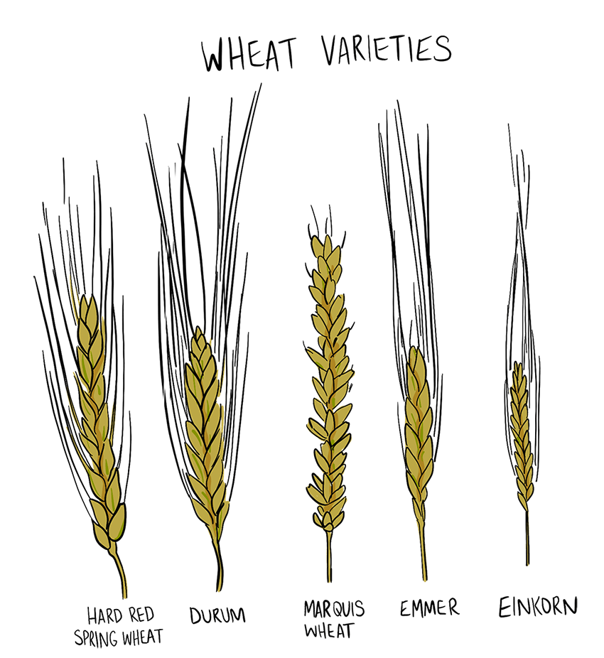 Durum Wheat Explore Saskatchewan Agriculture