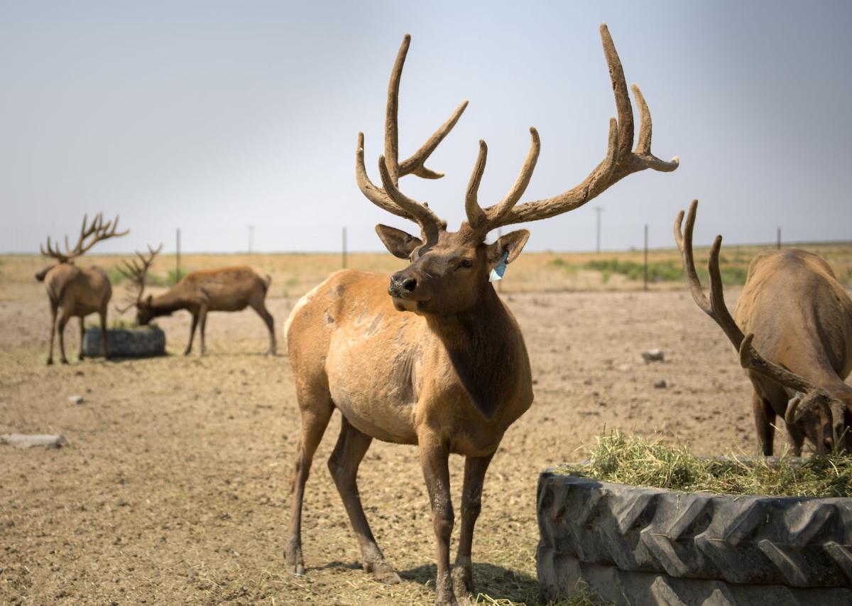 Elk Explore Saskatchewan Agriculture