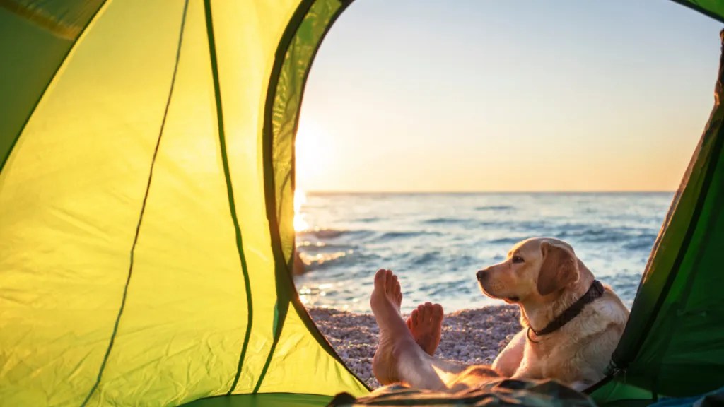 Camping With Dogs Tips For A DogFriendly Camping Trip Explore SEQ