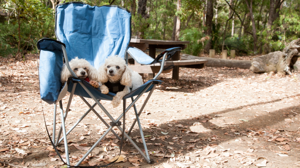 Camping With Dogs Tips For A DogFriendly Camping Trip Explore SEQ