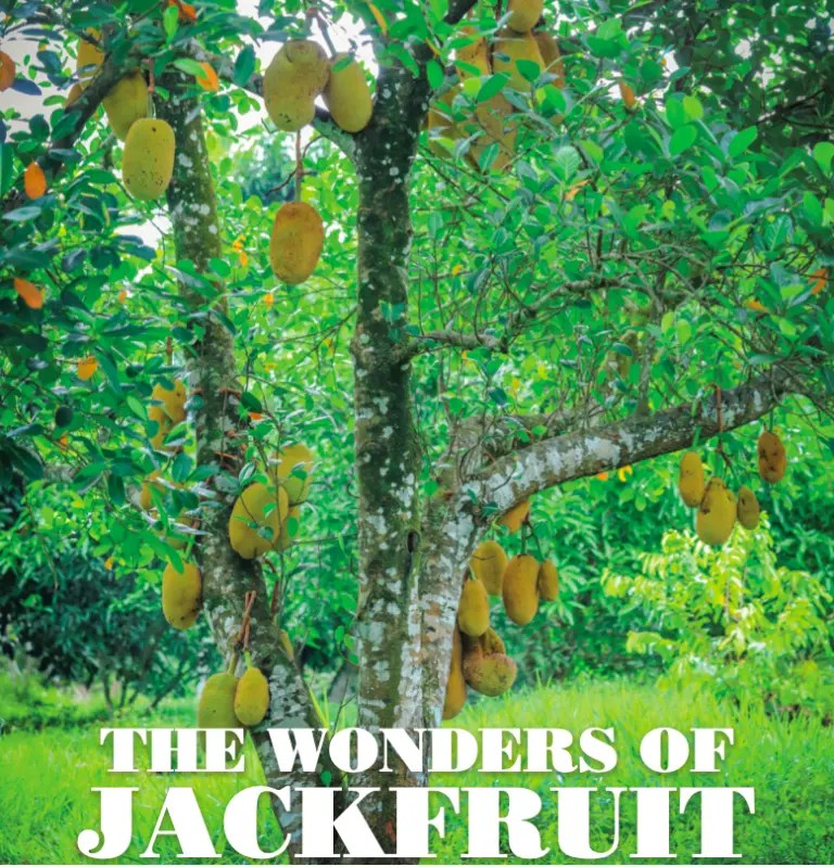 THE WONDERS OF JACKFRUIT Explore Sri Lanka