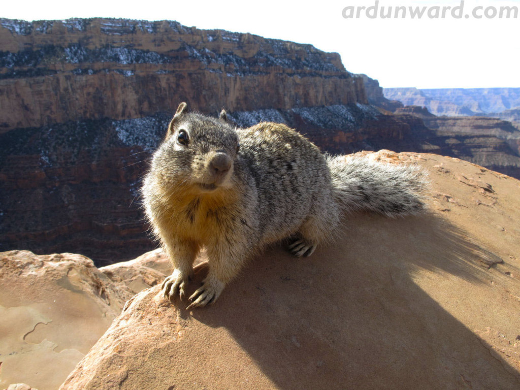A Down Under Perspective on the Grand Canyon