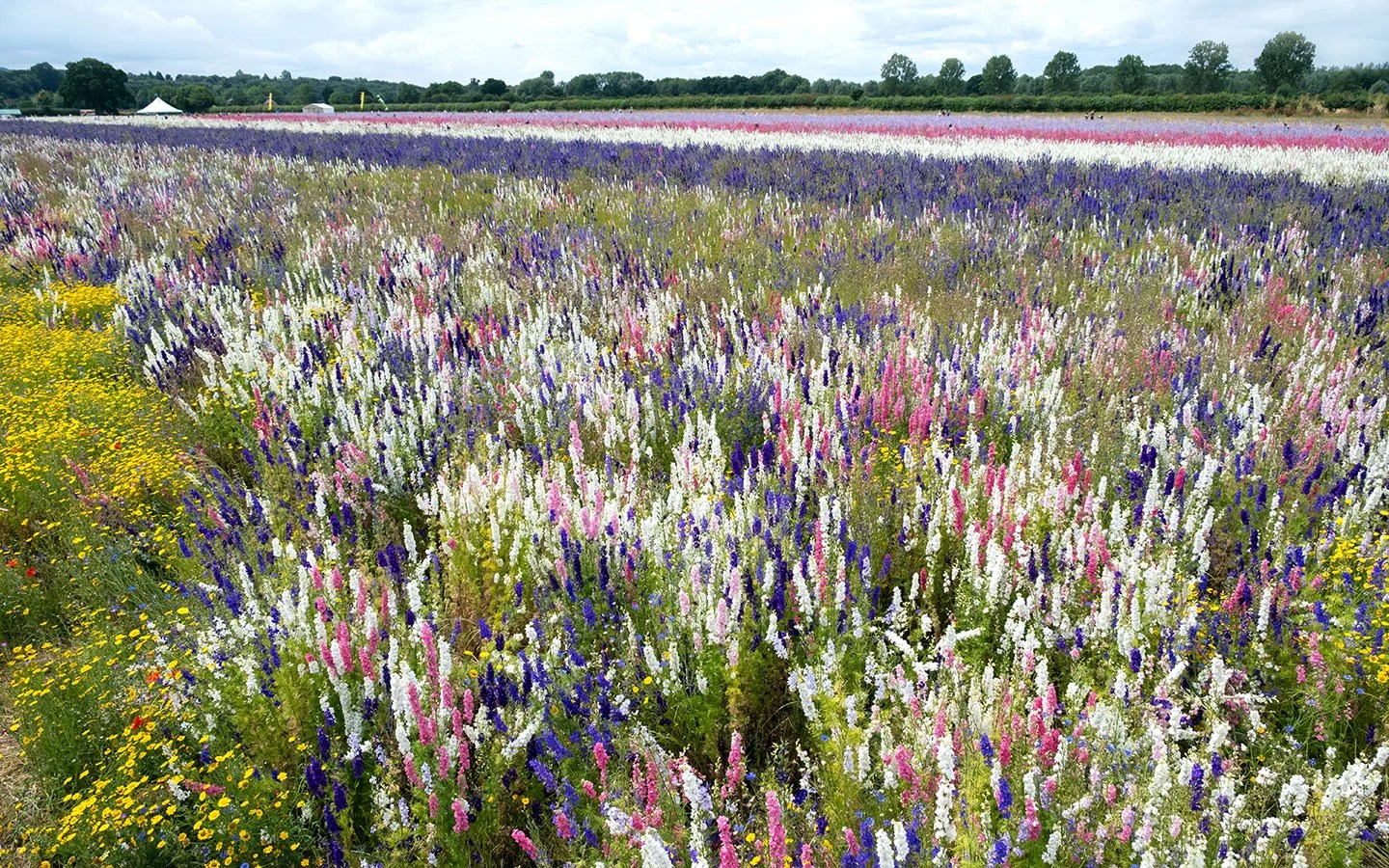Visiting the Cotswold Confetti Fields [2024] Everything you need to know