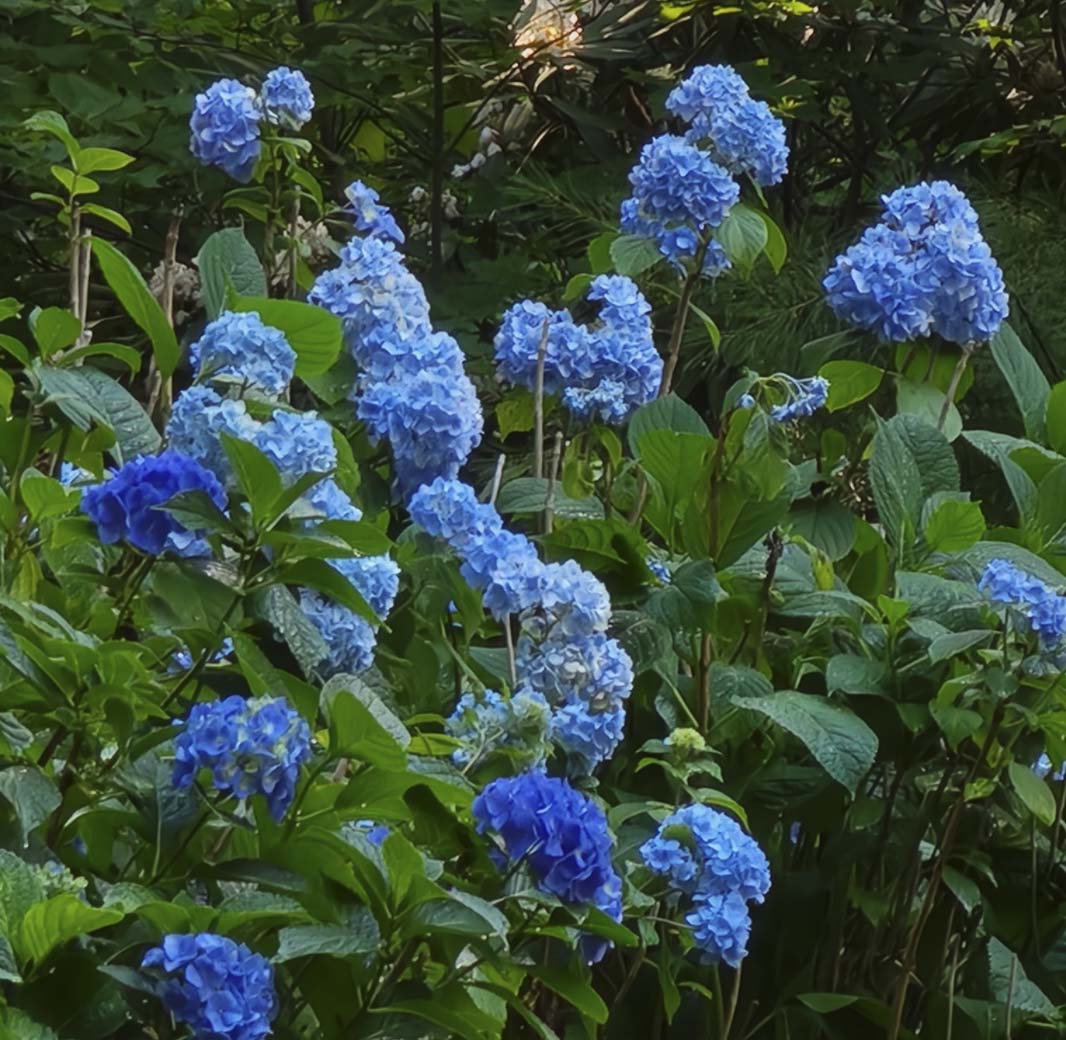 Cades Cove Hiking Wildlife Waterfalls Trails Explore Townsend