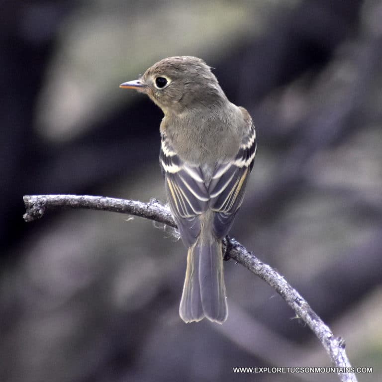 TUCSON BIRDS PHOTO GALLERY Explore the Tucson Mountains