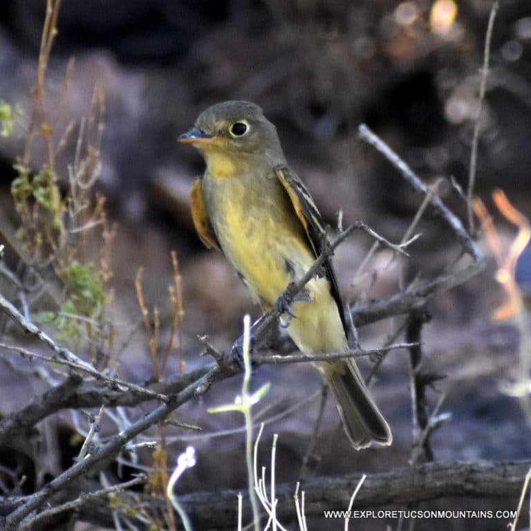 TUCSON BIRDS PHOTO GALLERY Explore the Tucson Mountains
