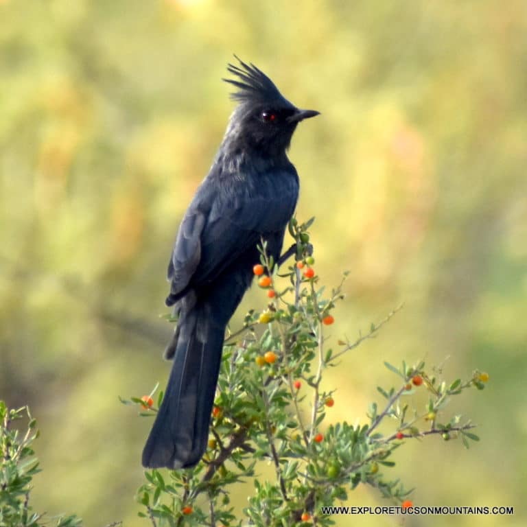 TUCSON BIRDS PHOTO GALLERY Explore the Tucson Mountains
