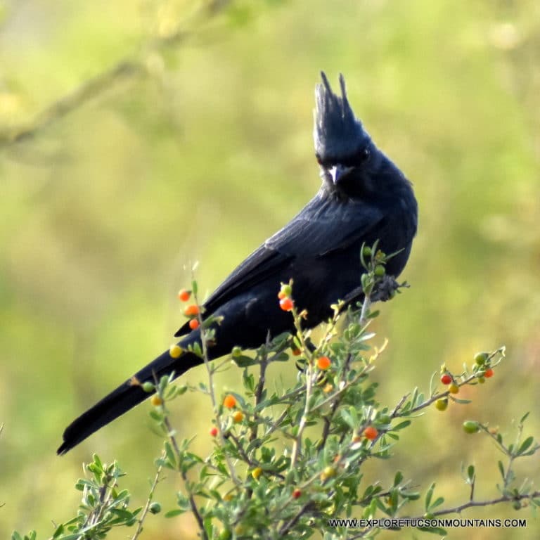 TUCSON BIRDS PHOTO GALLERY Explore the Tucson Mountains