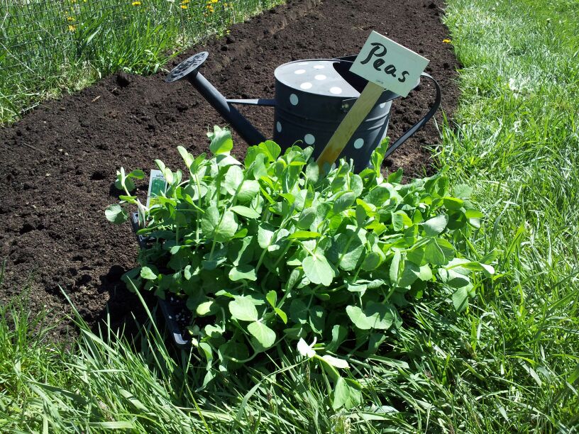 Grow Your Own with Judea Garden Explore Washington CT