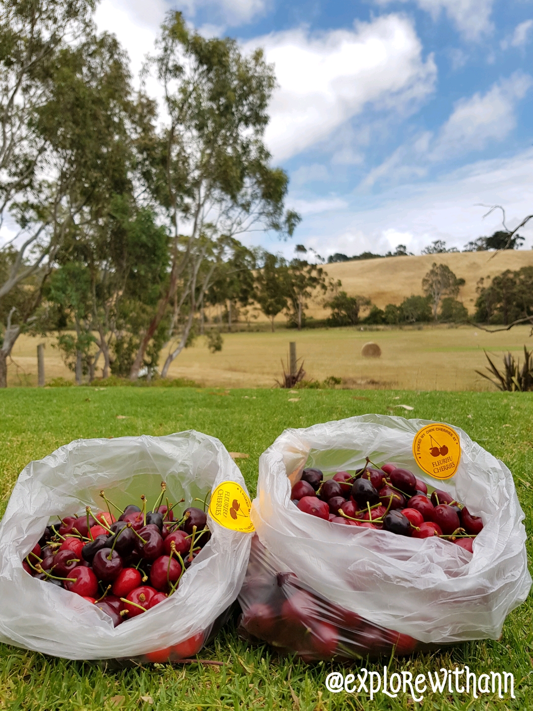 Adelaide Fleurieu Cherries Explorewithann