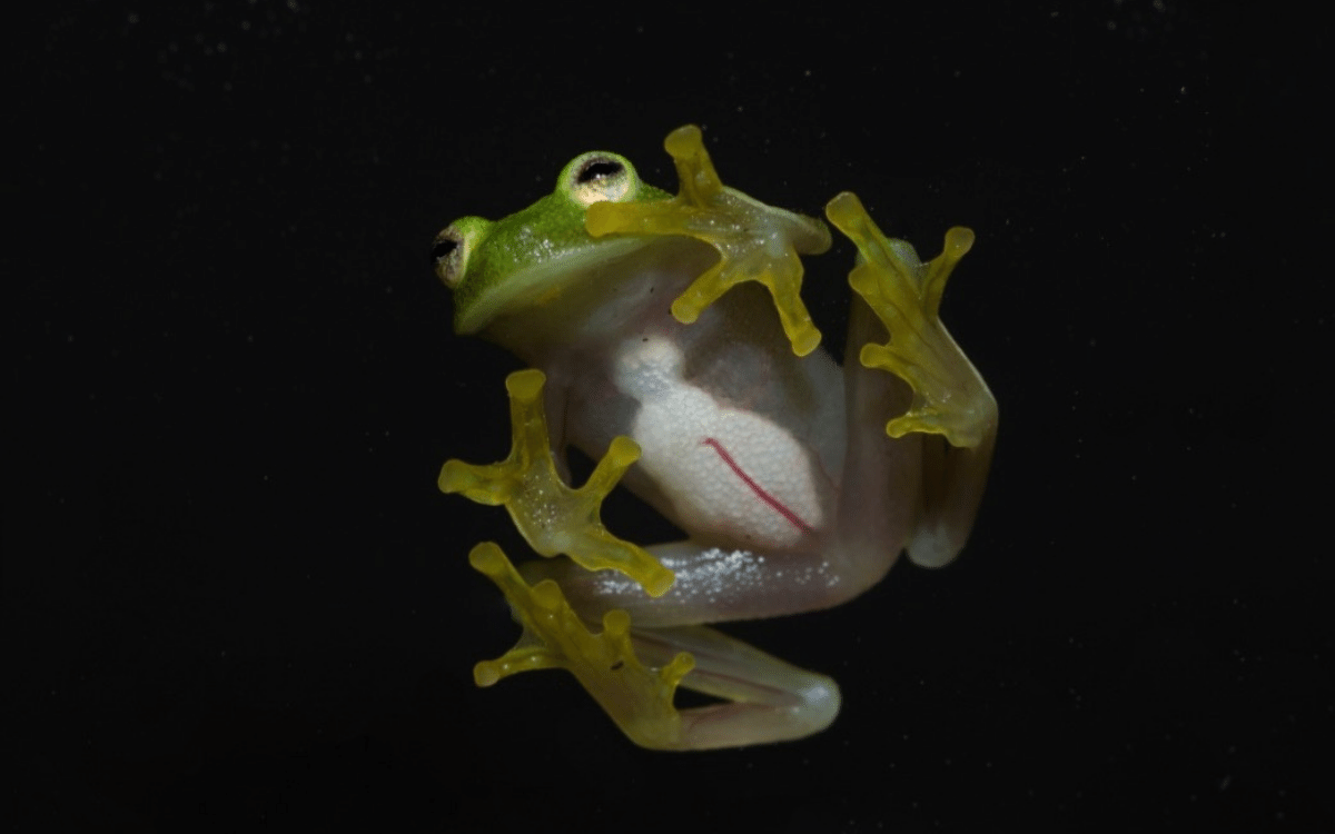 Glamorous Glass Frogs Jewels of the Forest