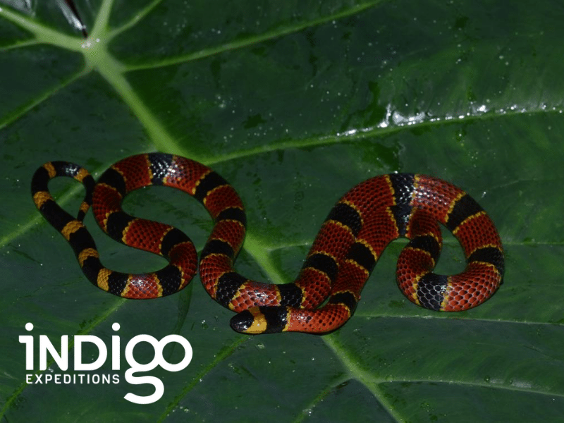 When Identifying Coral Snakes