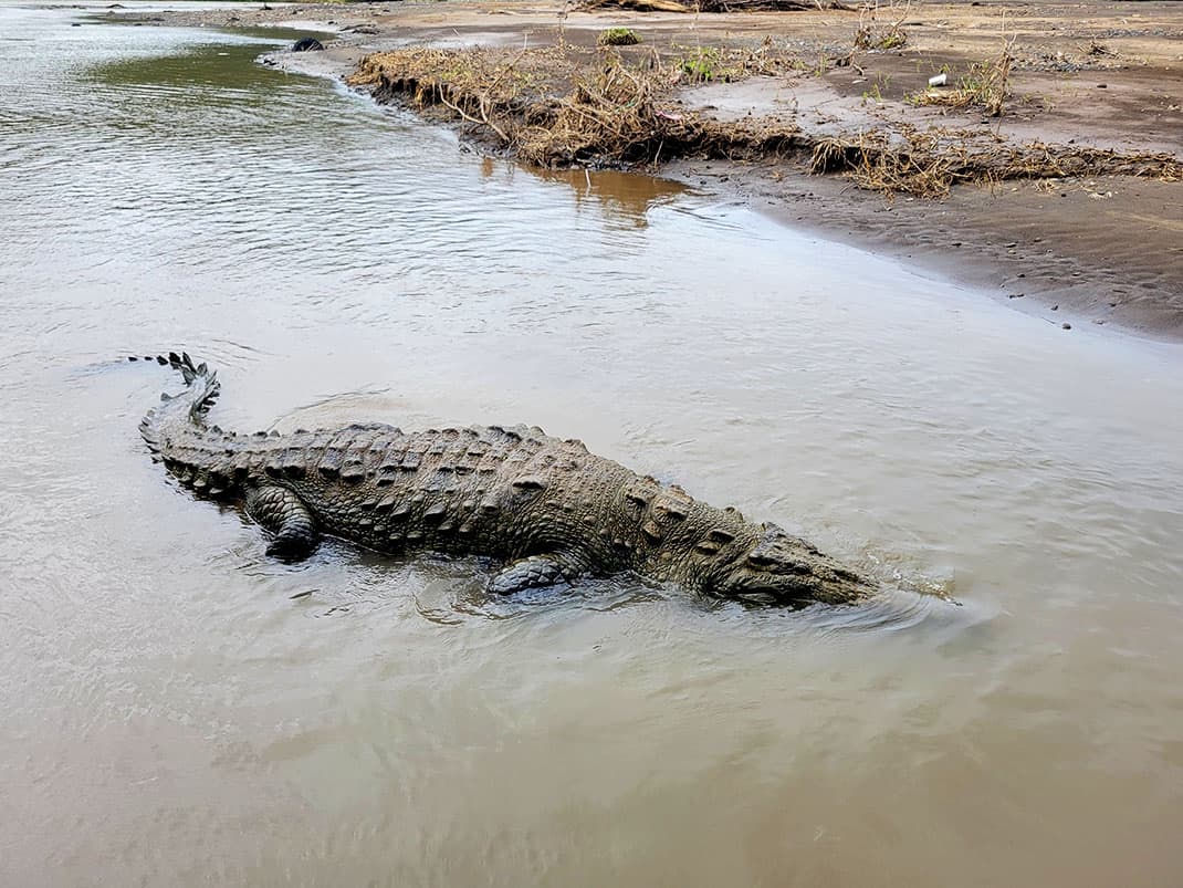 Crocodile Adventure on the Tarcoles River Costa Rica Explore With Wine