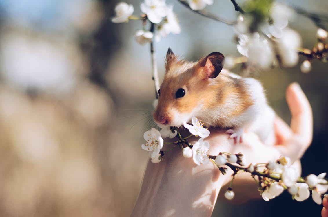 What does it mean to dream of hamster visions? Explore Your Dream Life